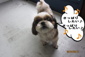 上向きシーズー