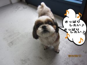 上向きシーズー