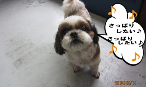 上向きシーズー