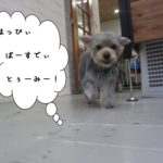 お散歩ヨーキー