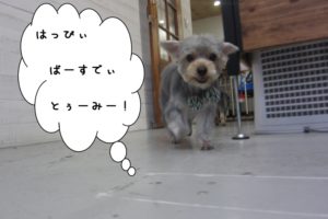 お散歩ヨーキー