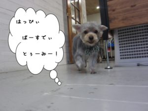 お散歩ヨーキー