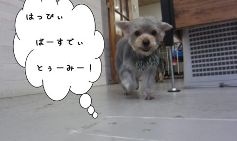 お散歩ヨーキー