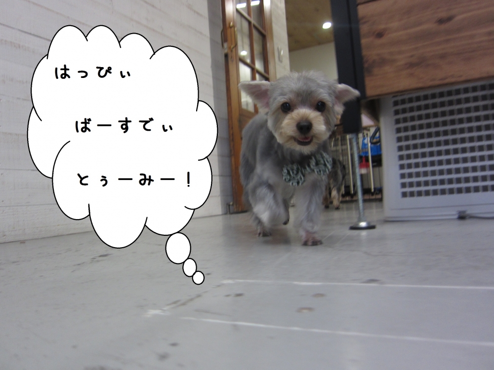 お散歩ヨーキー