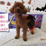 ハロウィントイプードル