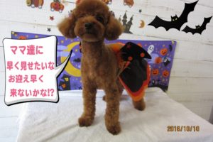 ハロウィントイプードル