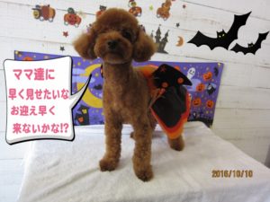 ハロウィントイプードル