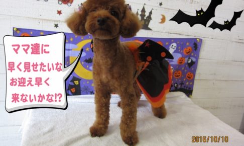 ハロウィントイプードル