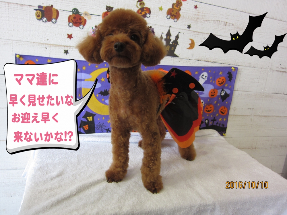 ハロウィントイプードル