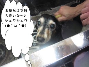 スパ中ミニチュアダックス