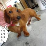 お澄まし笑顔ミニチュアダックス