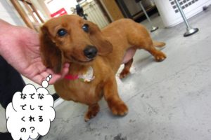 お澄まし笑顔ミニチュアダックス