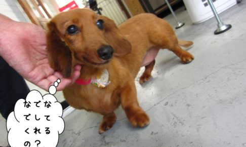 お澄まし笑顔ミニチュアダックス