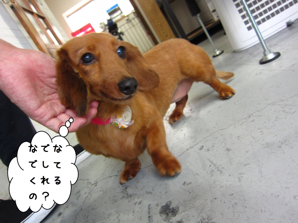 お澄まし笑顔ミニチュアダックス