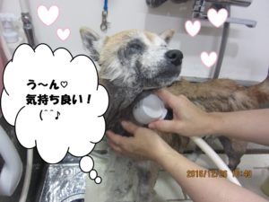 シャンプー中柴犬