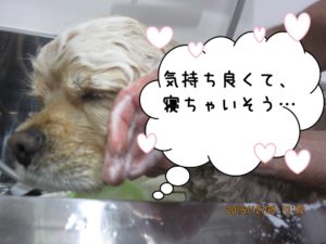 シャンプー中コッカー