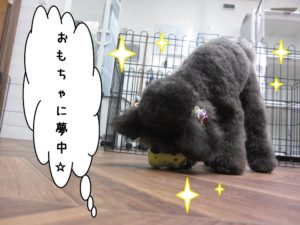 施術後トイプードル