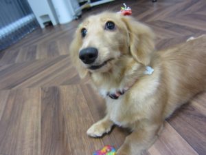 施術後ミニチュアダックス