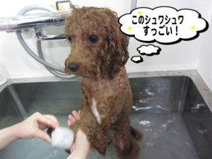 スパ中トイプードル