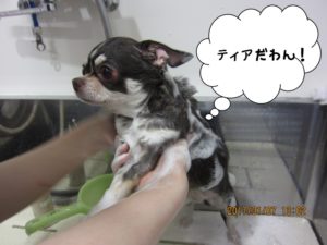 シャンプー中チワワ