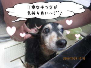 シャンプー中ミニチュアダックス