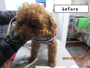 カット前トイプードル