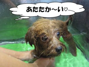 スパ中トイプードル