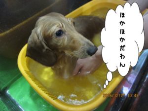 スパ中ミニチュアダックス