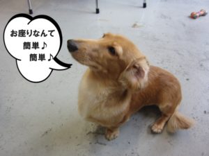 おすわりミニチュアダックス