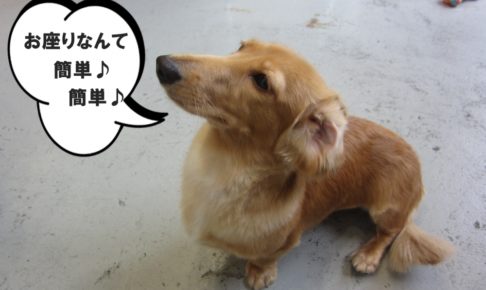 おすわりミニチュアダックス