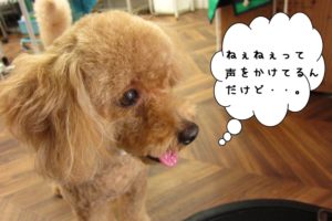 横顔トイプードル