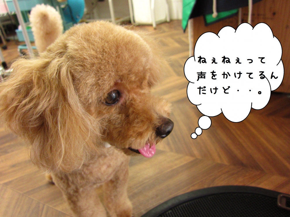 横顔トイプードル