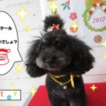 ポニーテールトイプードル