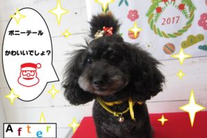 ポニーテールトイプードル