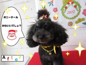 ポニーテールトイプードル