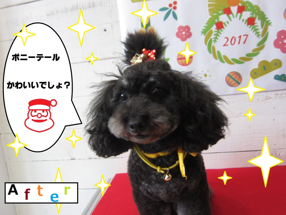 ポニーテールトイプードル
