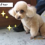 おすましトイプードル