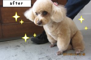 おすましトイプードル