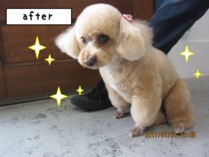 おすましトイプードル