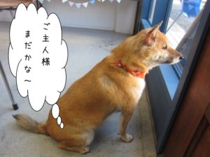 施術後柴犬