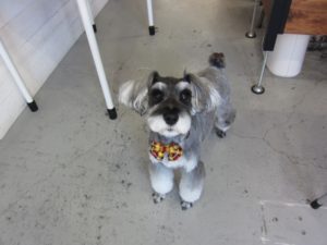 カット前Mシュナ