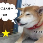 おねむ柴犬