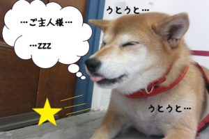 おねむ柴犬