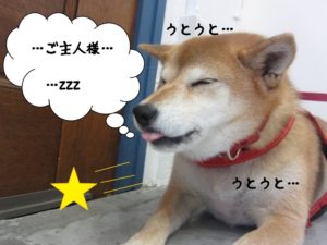 おねむ柴犬