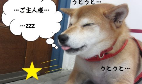 おねむ柴犬
