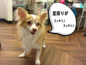 カット後チワワ