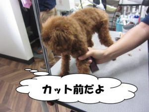 カット前トイプードル