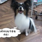 おすわり笑顔パピヨン