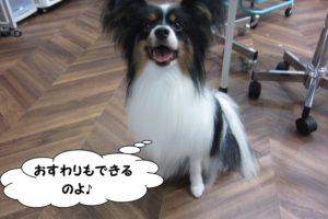 おすわり笑顔パピヨン