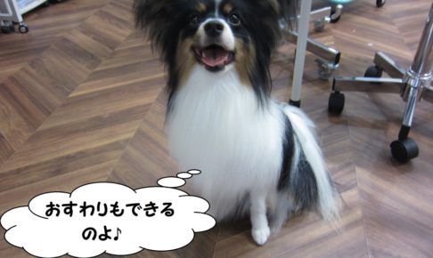 おすわり笑顔パピヨン